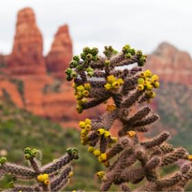 Растения в пустыне